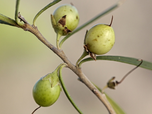 Eremophila longifolia (Emu bush) — photo
