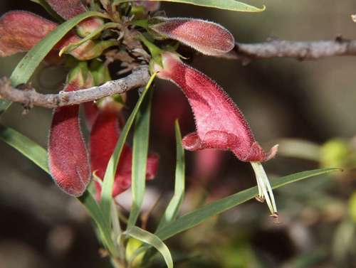 Eremophila longifolia
