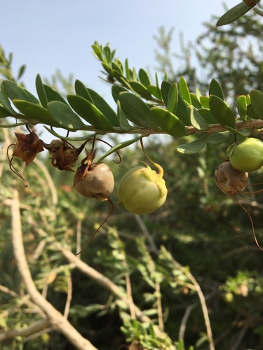 Eremophila maculata (Spotted Fuschia) — photo