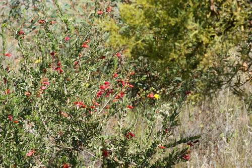 Eremophila maculata (Spotted Fuschia) — photo
