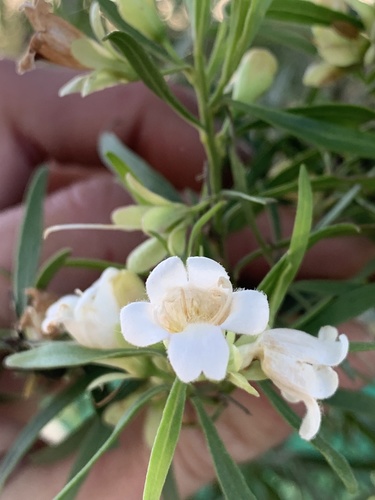 Eremophila mitchellii — photo