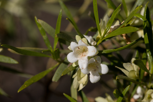 Eremophila mitchellii — photo