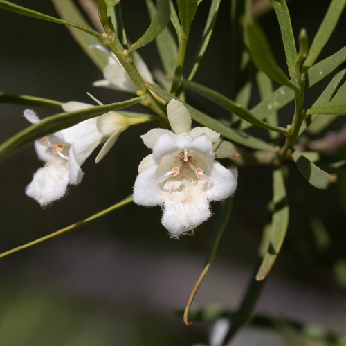 Eremophila mitchellii