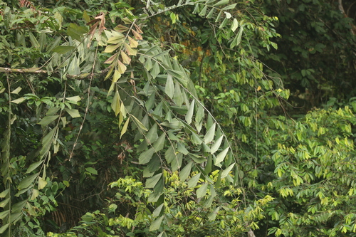 Eremospatha wendlandiana