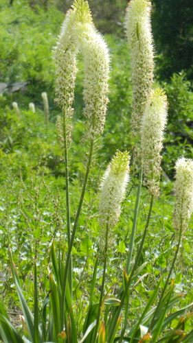 Eremurus himalaicus (Himalayan desert candle) — photo
