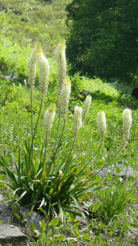 Eremurus himalaicus (Himalayan desert candle) — photo