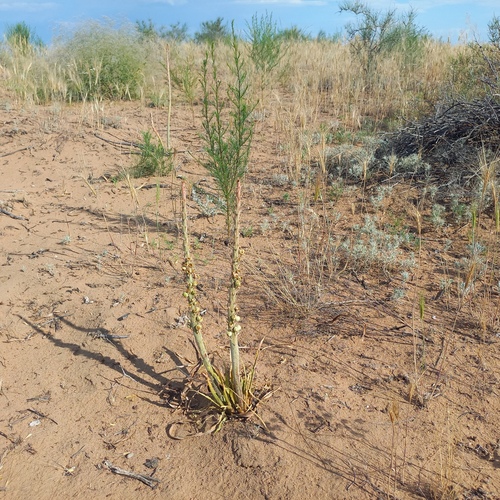 Eremurus inderiensis (Foxtail lily) — photo