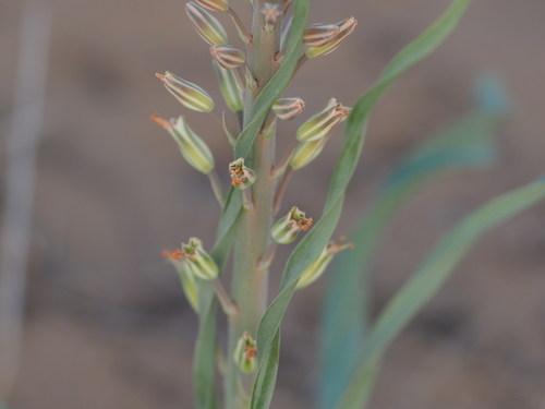Eremurus inderiensis