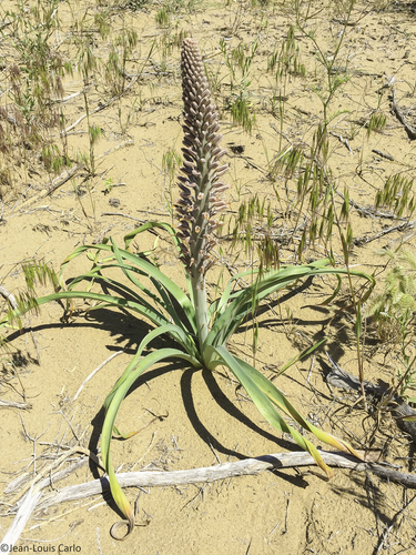 Eremurus inderiensis (Foxtail lily) — photo