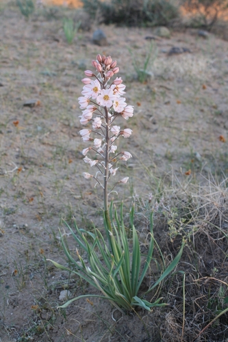 Eremurus persicus (Hoal) — photo