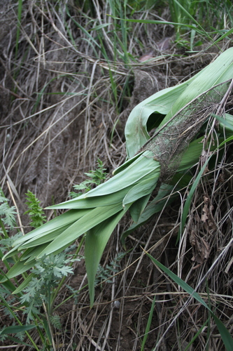 Eremurus robustus (Foxtail Lily) — photo
