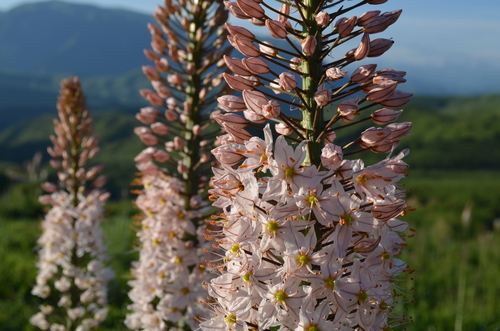 Eremurus robustus