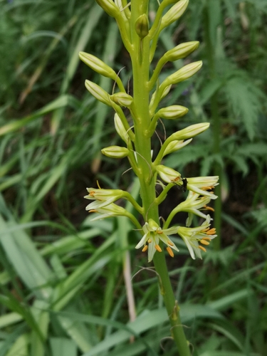 Eremurus spectabilis (Desert candle) — photo