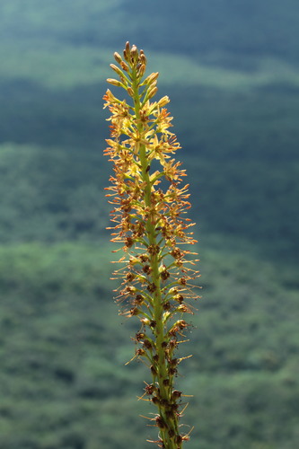 Eremurus spectabilis