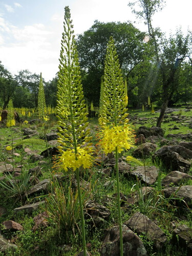 Eremurus stenophyllus — photo