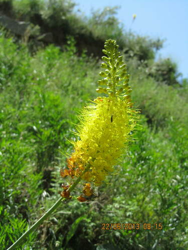 Eremurus stenophyllus var. aurantiacus (Shiresh) — photo