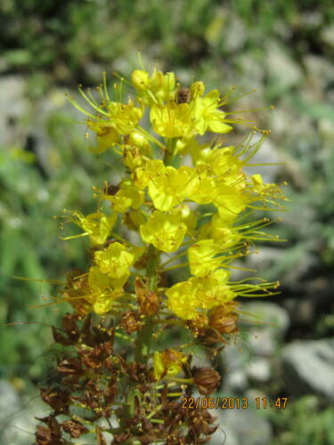 Eremurus stenophyllus var. aurantiacus