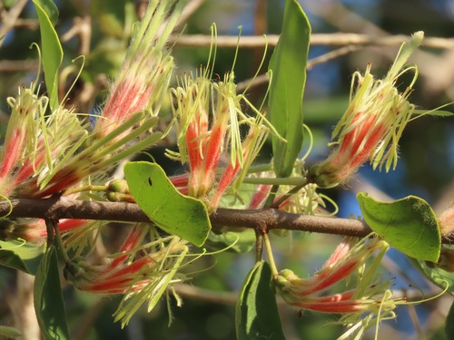 Erianthemum dregei (Hairy mistletoe) — photo