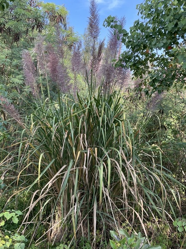 Erianthus arundinaceus
