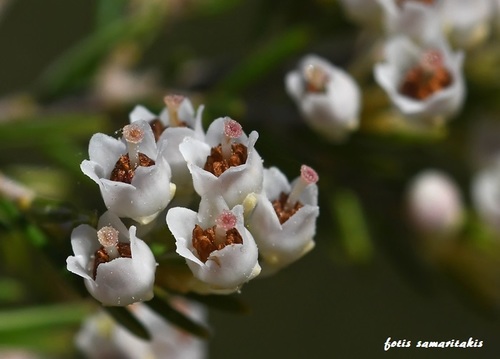 Erica arborea (Briar root wood) — photo