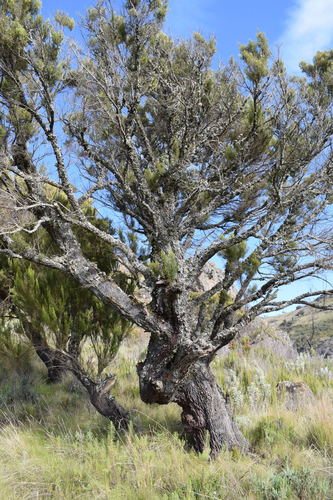 Erica arborea (Briar root wood) — photo