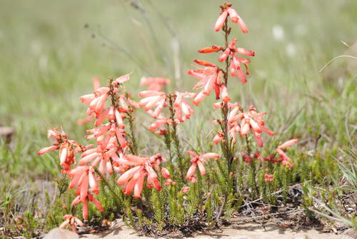 Erica cerinthoides — photo