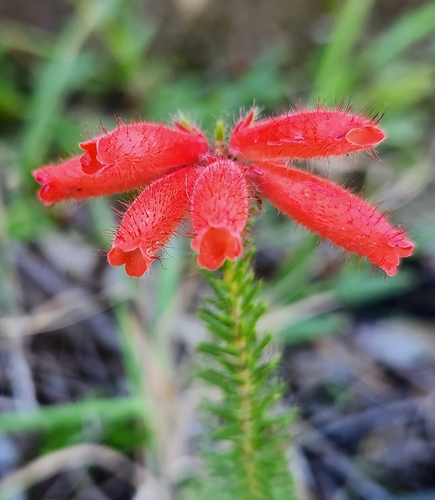 Erica cerinthoides