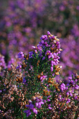Erica cinerea (Bell heather) — photo
