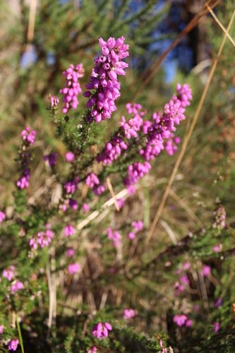 Erica cinerea (Bell heather) — photo