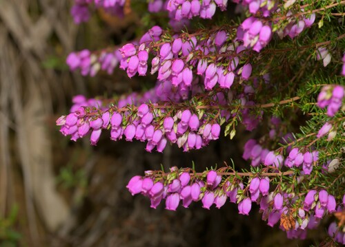 Erica cinerea