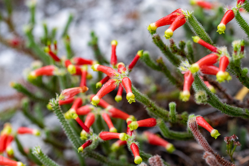 Erica massonii — photo