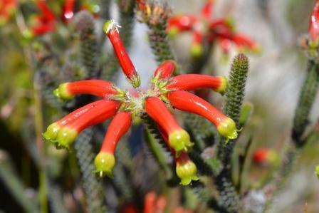Erica massonii