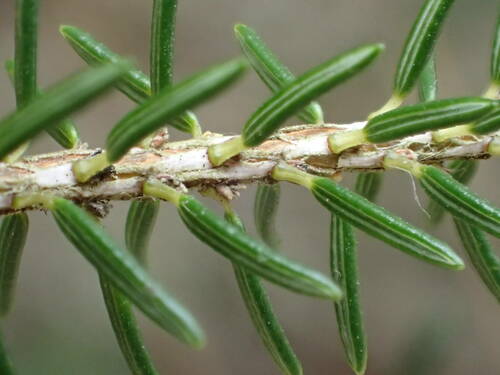 Erica scoparia (Besom heath) — photo
