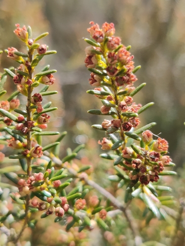 Erica scoparia (Besom heath) — photo