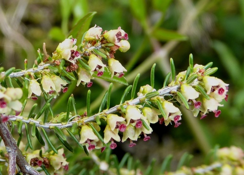 Erica scoparia