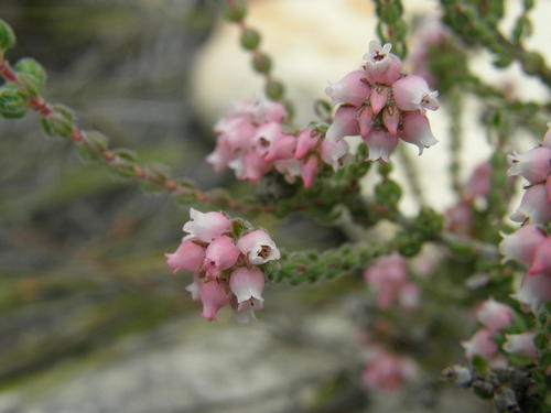 Erica trimera — photo