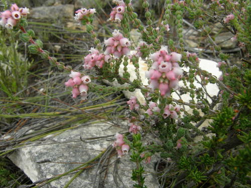 Erica trimera — photo