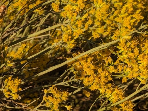 Ericameria nauseosa