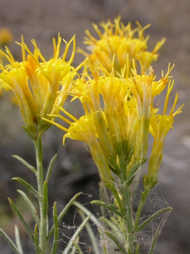 Ericameria nauseosa var. graveolens (Chamiso blanco) — photo