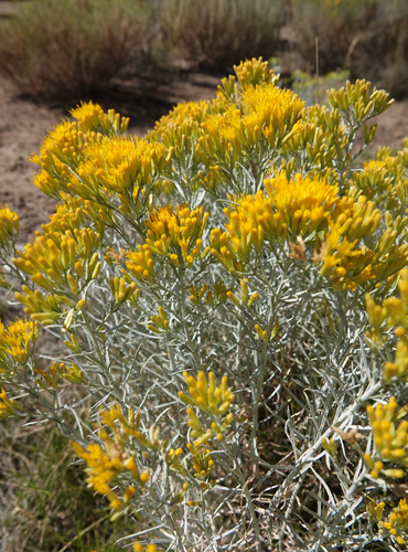 Ericameria nauseosa (Rubber rabbitbrush) — photo