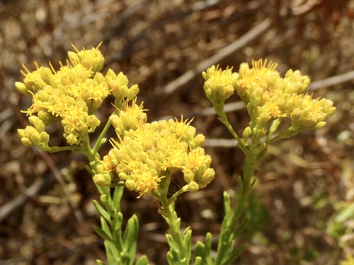 Ericameria parishii (Heath goldenrod) — photo