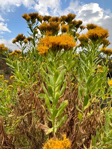 Ericameria parishii