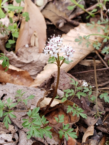 Erigenia bulbosa (Pepper and salt) — photo