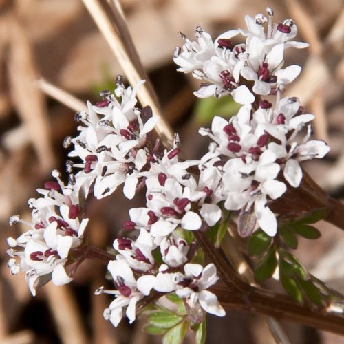 Erigenia bulbosa (Pepper and salt) — photo