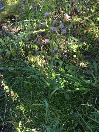 Erigeron acer (Blue Fleabane) — photo
