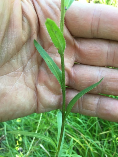 Erigeron acer (Blue Fleabane) — photo