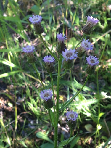 Erigeron acer