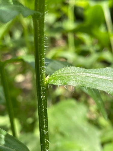 Erigeron annuus (Annual fleabane) — photo