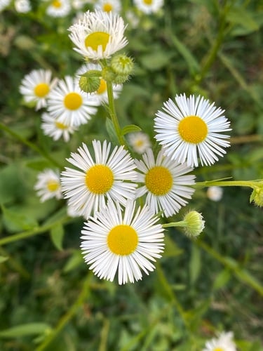 Erigeron annuus
