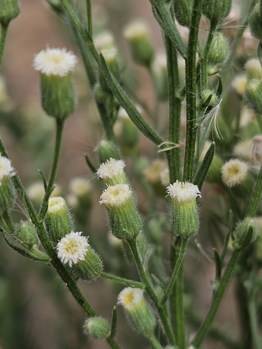 Erigeron bonariensis (Flax-leaf fleabane) — photo